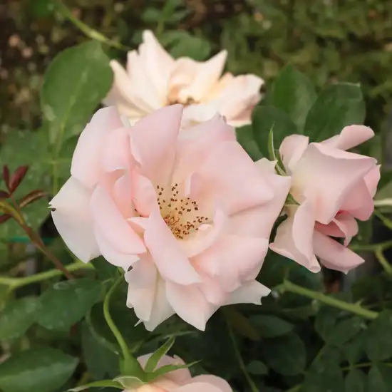 Trandafiri Floribunda - Trandafiri - Régen - 